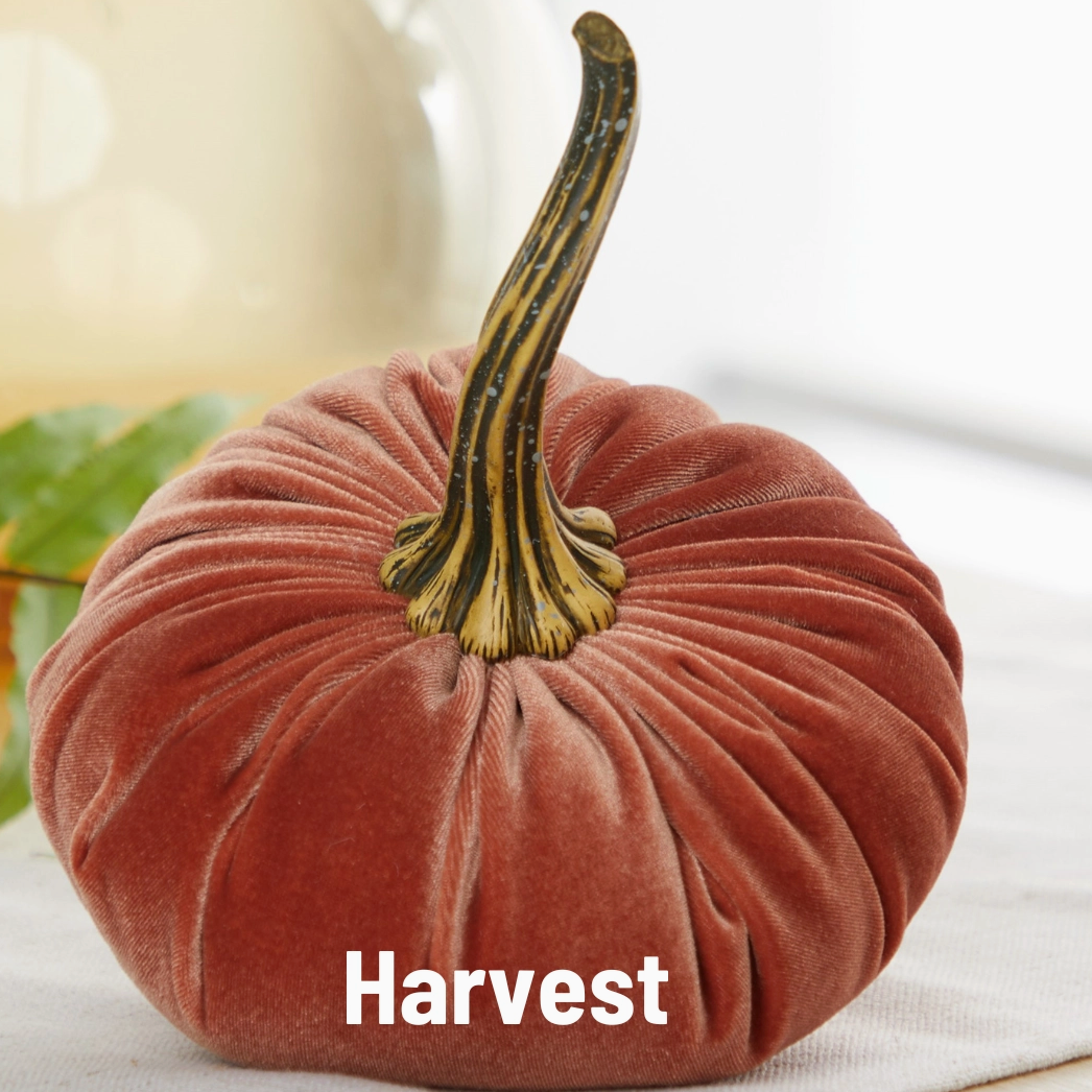 Pumpkin Large Velvet, Harvest