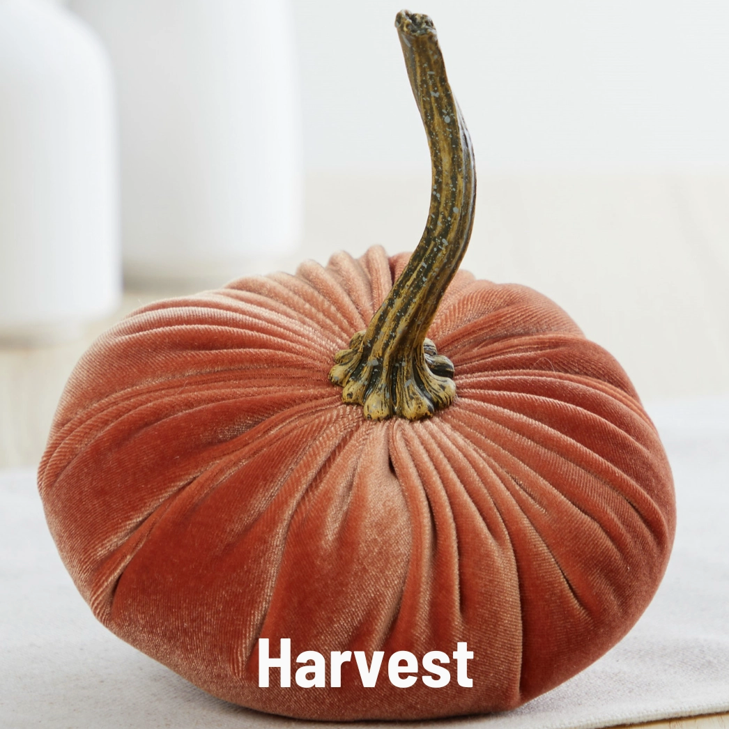 Pumpkin Small Velvet, Harvest