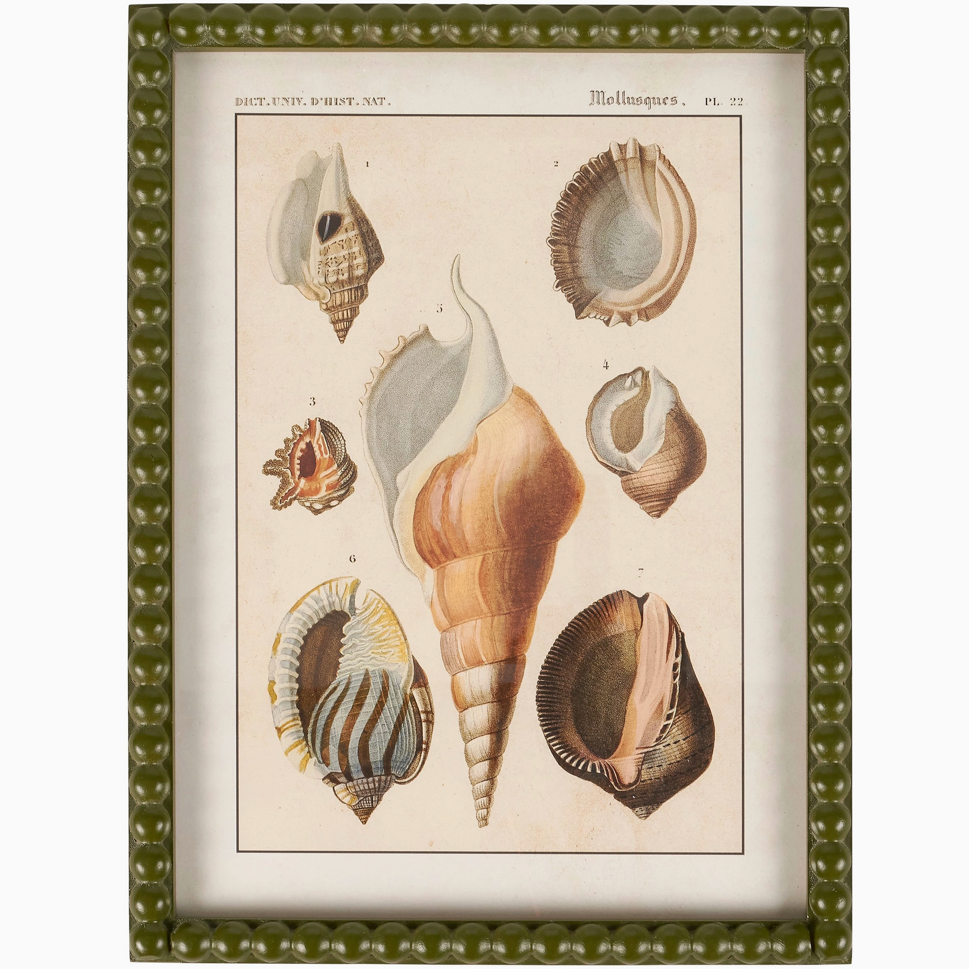 Shell Study Framed Wall Art