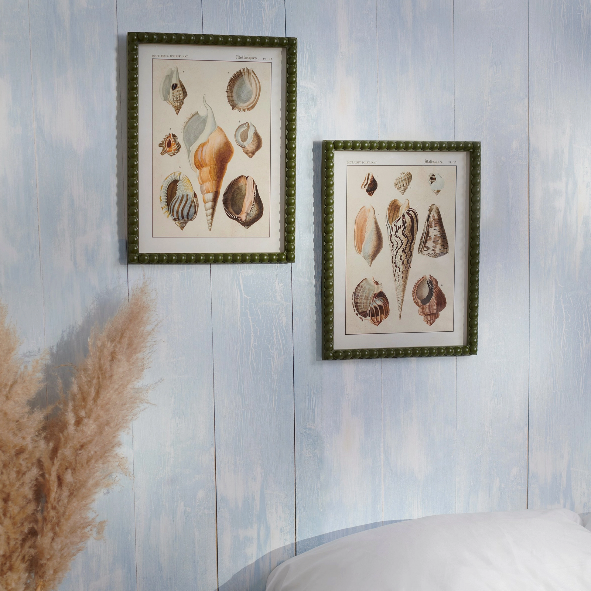 Shell Study Framed Wall Art