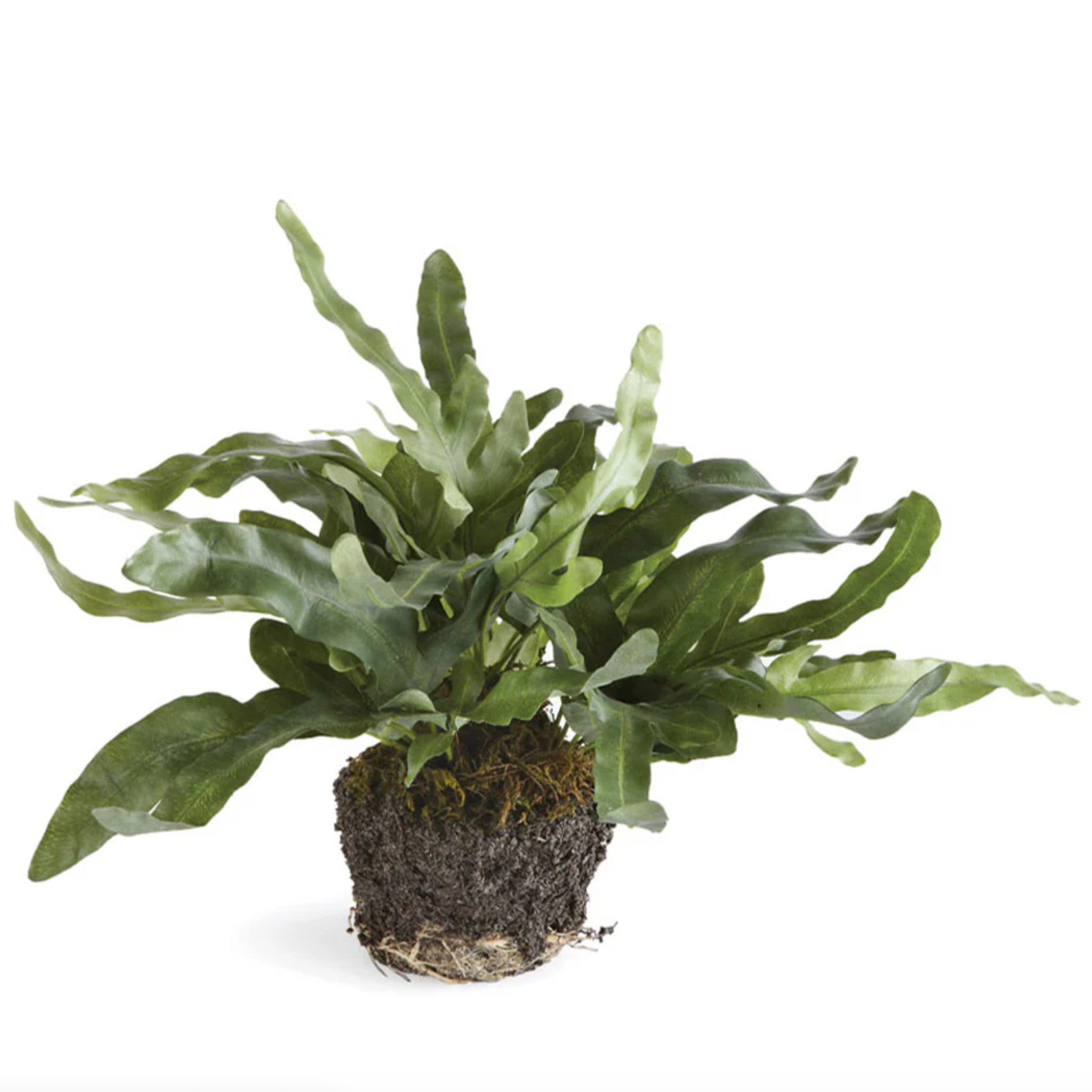 Echeveria Fern Drop-In 11.5"
