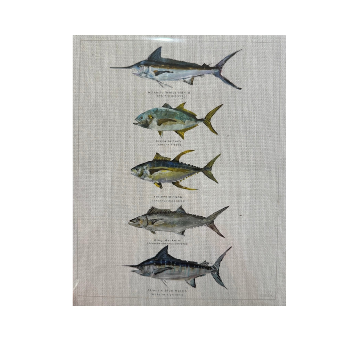 8x10 SC Fish Print