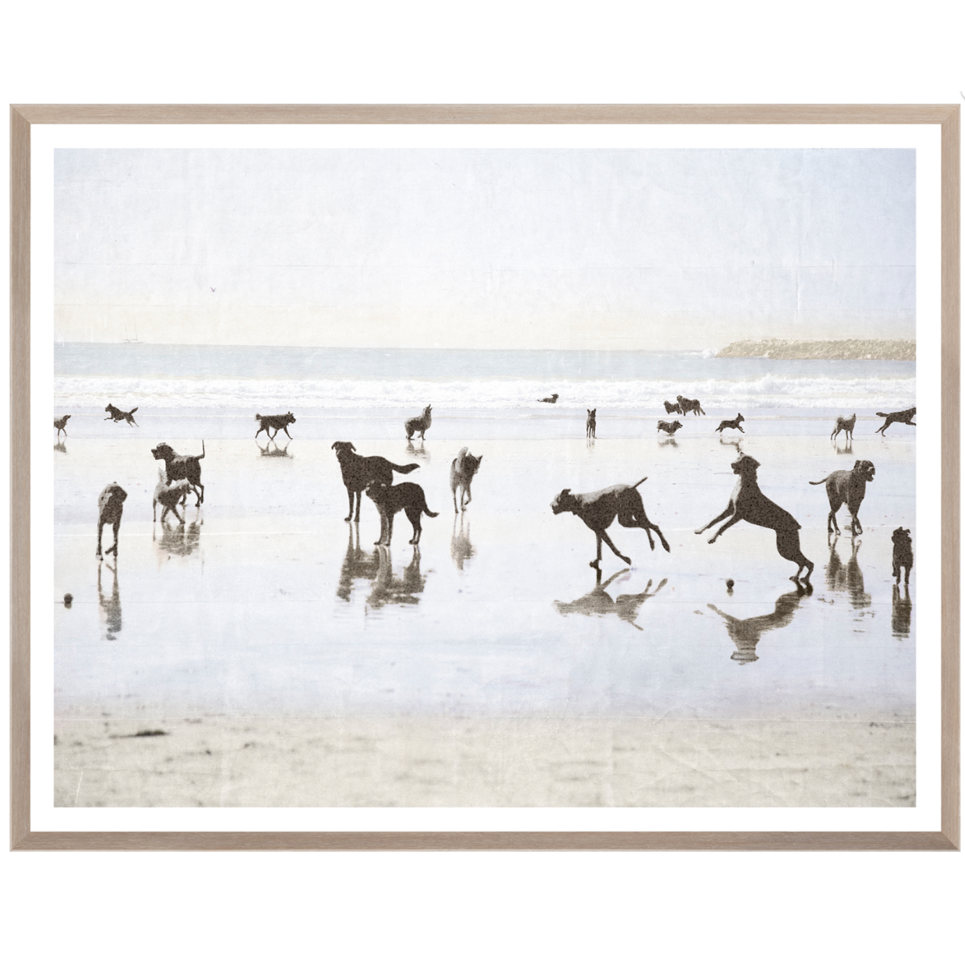 Dogs Day at the Beach - Medium