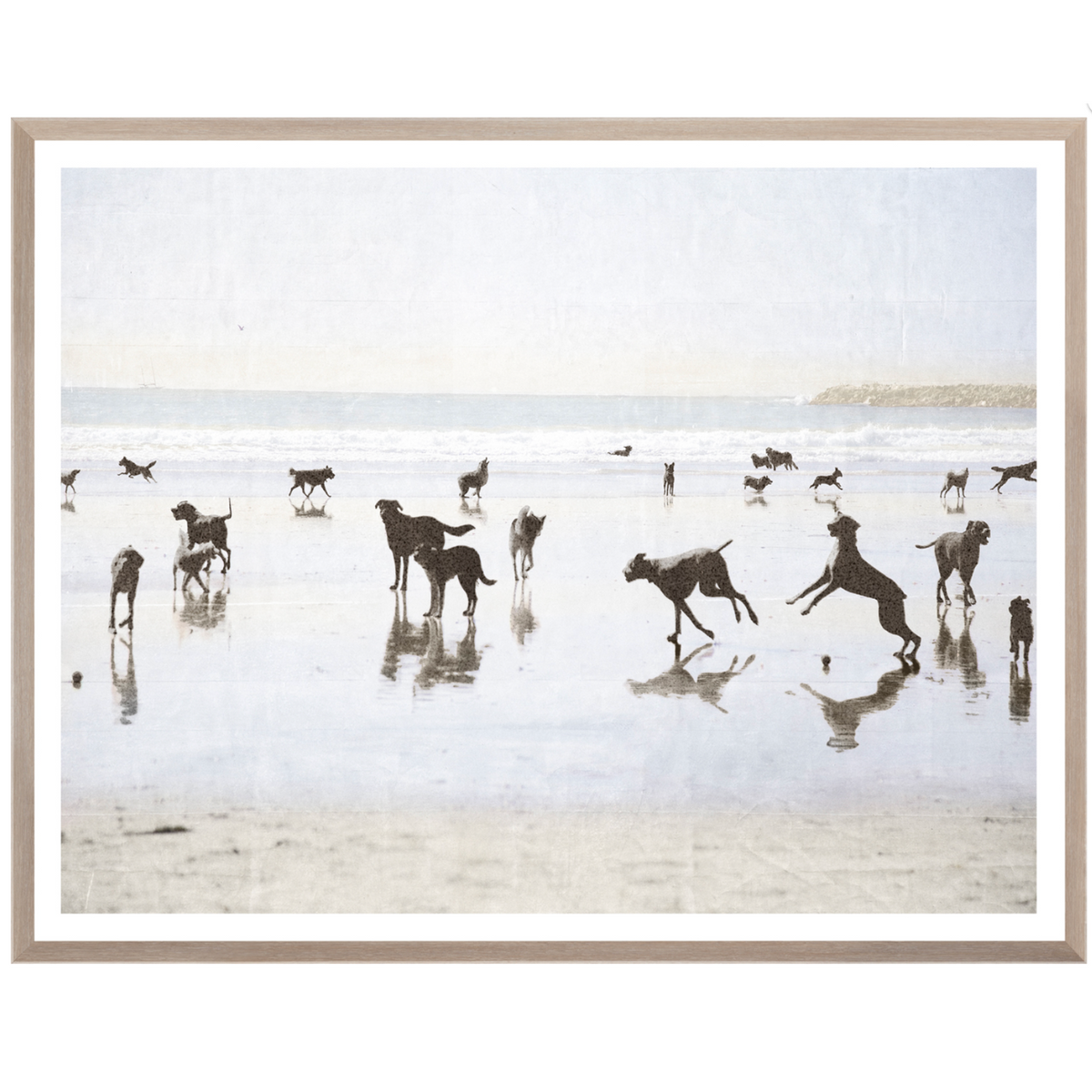 Dogs Day at the Beach - Medium