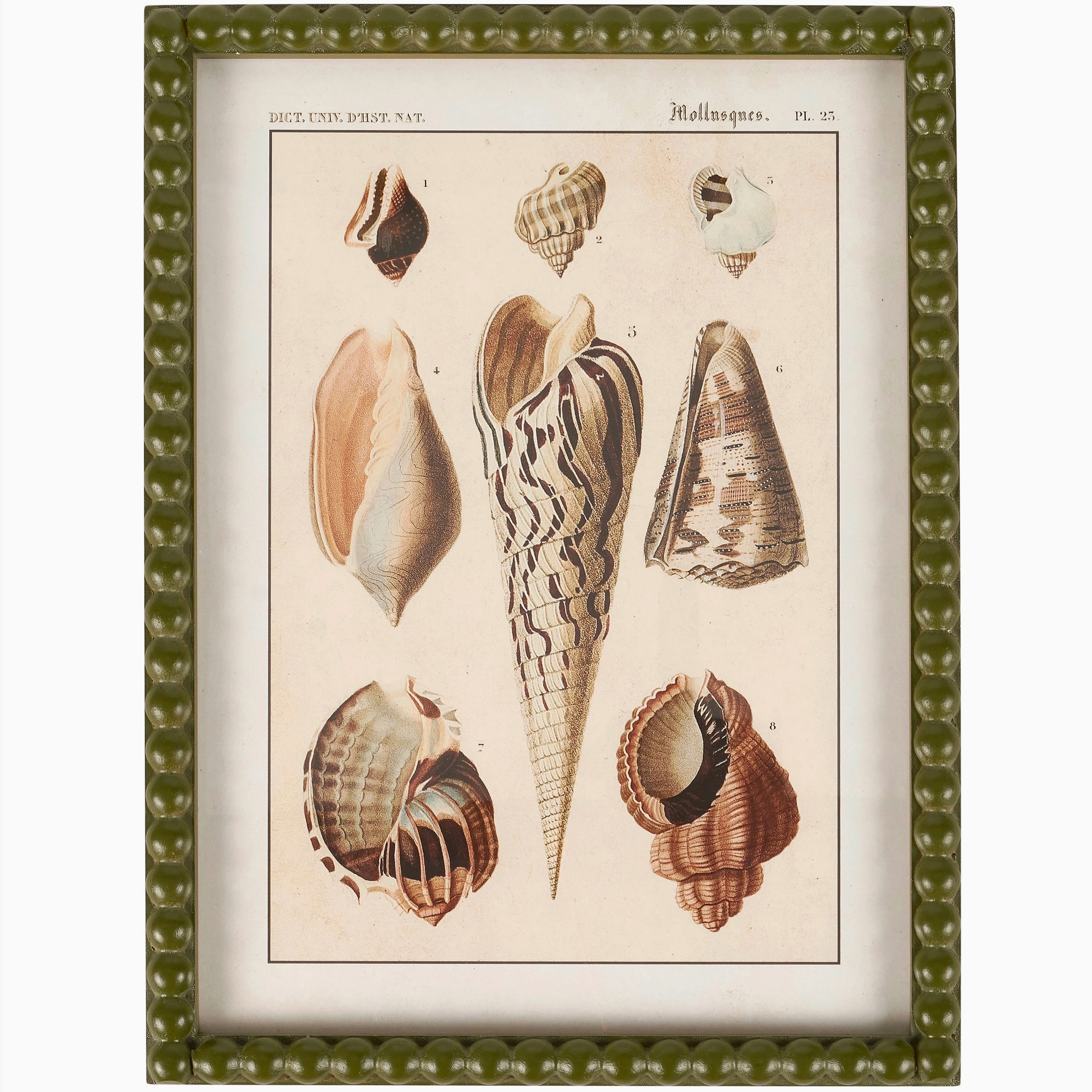 Conch Study Framed Wall Art